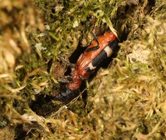 Thanasimus formicarius
