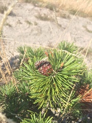 Pinus mugo
