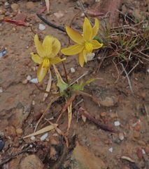 Cyanella lutea lutea