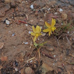 Cyanella lutea lutea