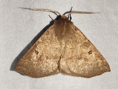 Crocallis dardoinaria