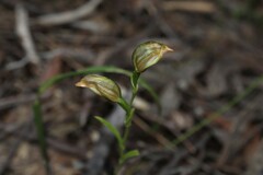 Pterostylis melagramma