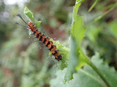 Nyctemera lacticinia