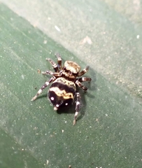 Thorelliola ensifera