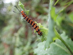 Nyctemera lacticinia