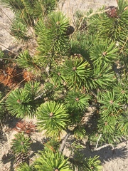 Pinus mugo