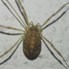 Opilio saxatilis