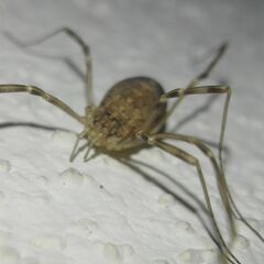 Opilio saxatilis