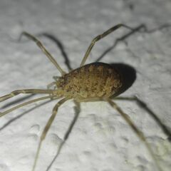 Opilio saxatilis