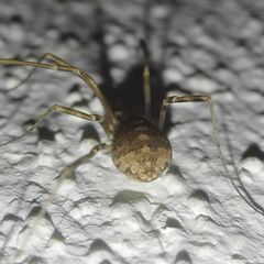 Opilio saxatilis