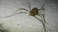 Opilio saxatilis
