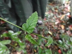 Rubus swinhoei