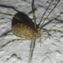 Opilio saxatilis