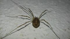 Opilio saxatilis