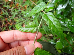 Rubus swinhoei