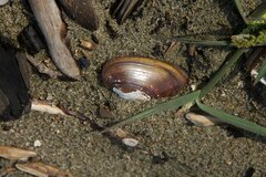 Unio elongatulus