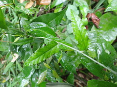 Rubus swinhoei