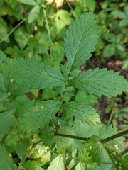 Agrimonia gryposepala