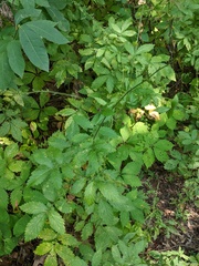 Agrimonia gryposepala