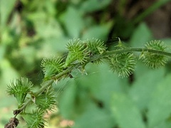 Agrimonia gryposepala