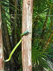 Philothamnus occidentalis