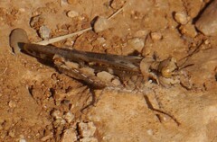 Acrotylus