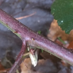 Rubus foliosus