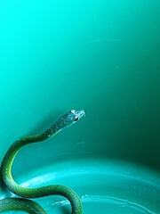 Philothamnus occidentalis