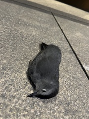 Dumetella carolinensis