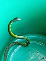 Philothamnus occidentalis