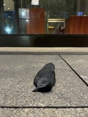 Dumetella carolinensis