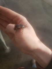Nicrophorus sayi