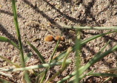 Dasymutilla stevensi