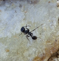 Messor aciculatus
