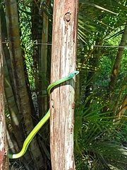 Philothamnus occidentalis