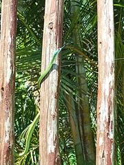 Philothamnus occidentalis