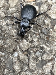 Cychrus caraboides