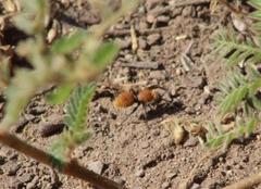 Dasymutilla stevensi