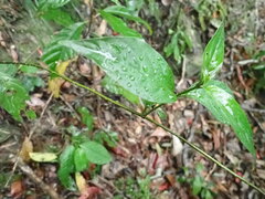 Mussaenda parviflora