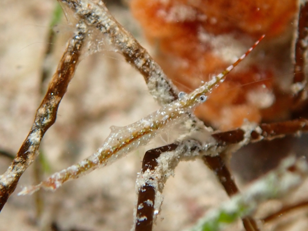 serrate arrow shrimp