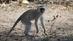 Chlorocebus pygerythrus pygerythrus