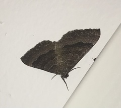 Larentia clavaria