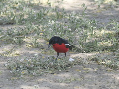 Laniarius atrococcineus