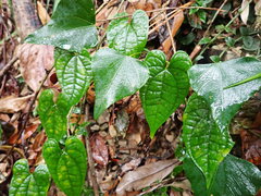 Pericampylus glaucus