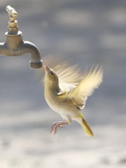 Ploceus