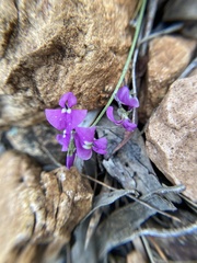 Glycine rubiginosa