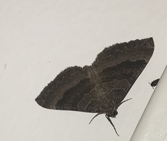 Larentia clavaria