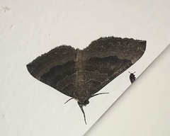 Larentia clavaria