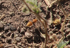 Dasymutilla stevensi