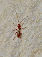 Aleiodes politiceps